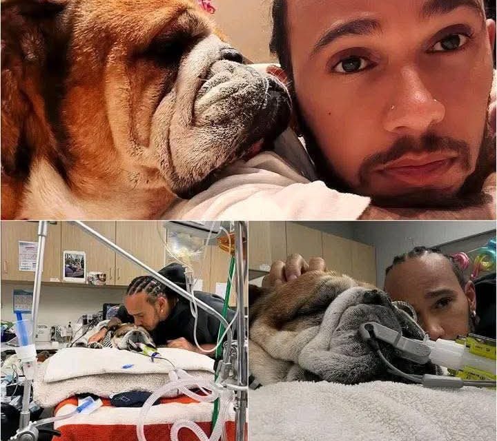 F1 : Quand Lewis Hamilton annule une course pour rester avec son chien