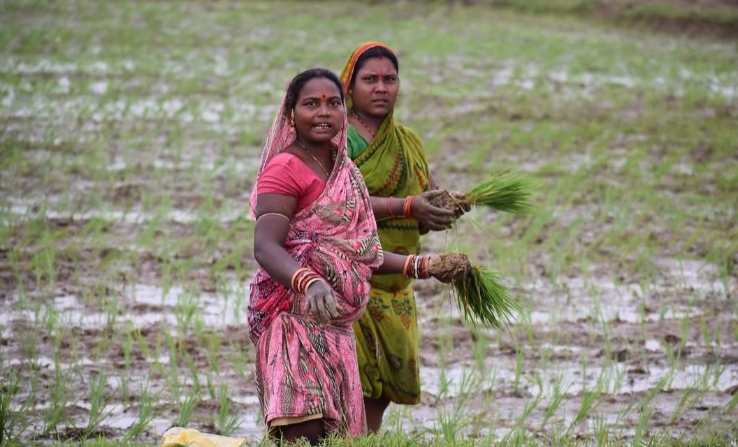 Rice production: India dethrones China to become the world&rsquo;s leading producer