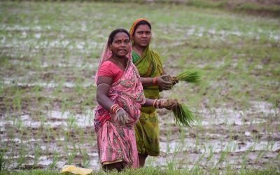Asie: L’Inde frôle son record historique d’exportation de riz avec 21,55 millions de tonnes